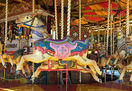 Spooner horse Cortona